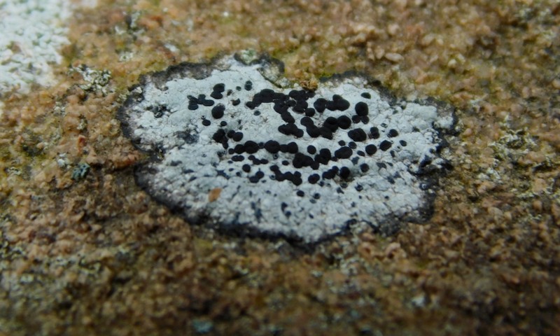 Disc Lichen photo 7