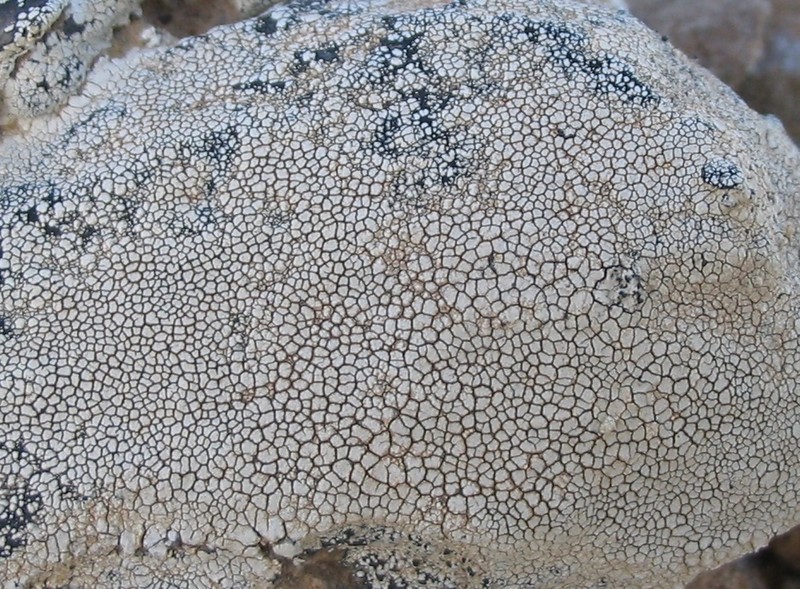 Disc Lichen