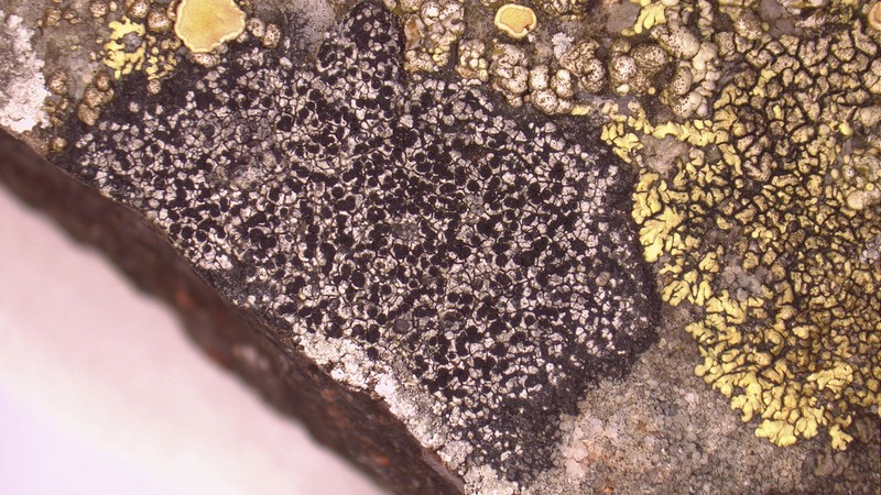 Disc Lichen