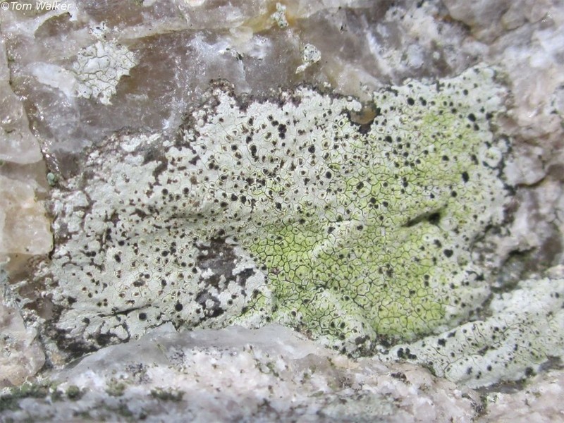 Disc Lichen photo 2