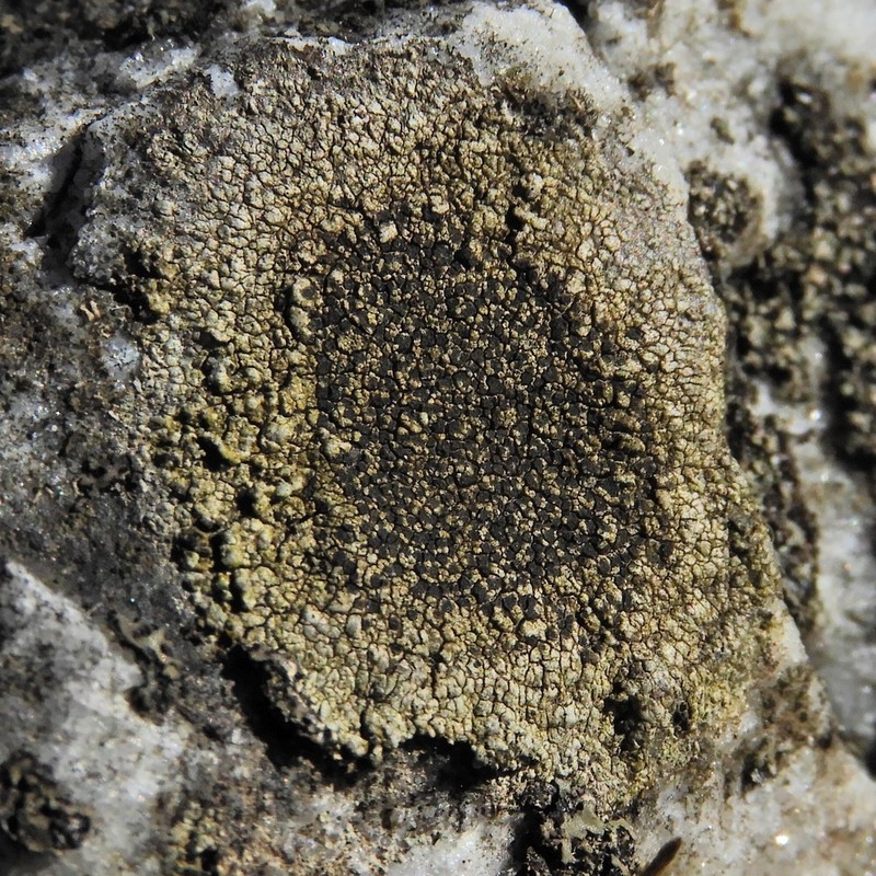 Disc Lichen photo 3