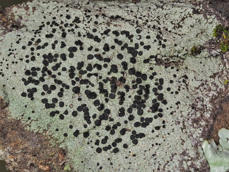 Disc Lichen photo 4