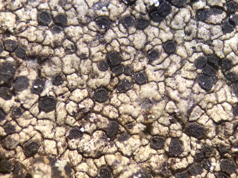 Disc Lichen photo 5