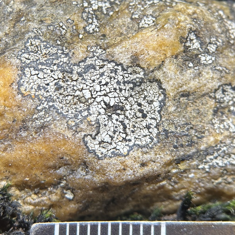 Disc Lichen photo 6
