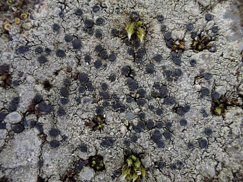 Disc Lichen