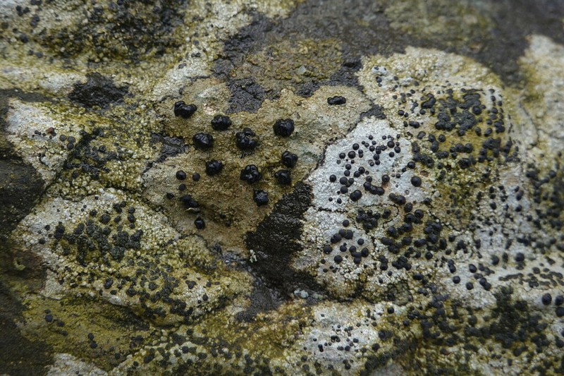 Disc Lichen photo 2