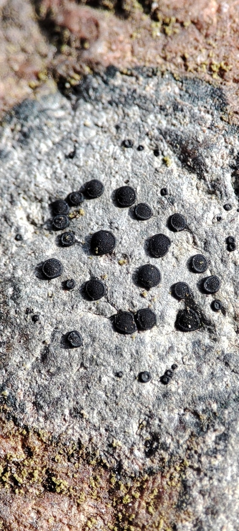 Disc Lichen photo 3