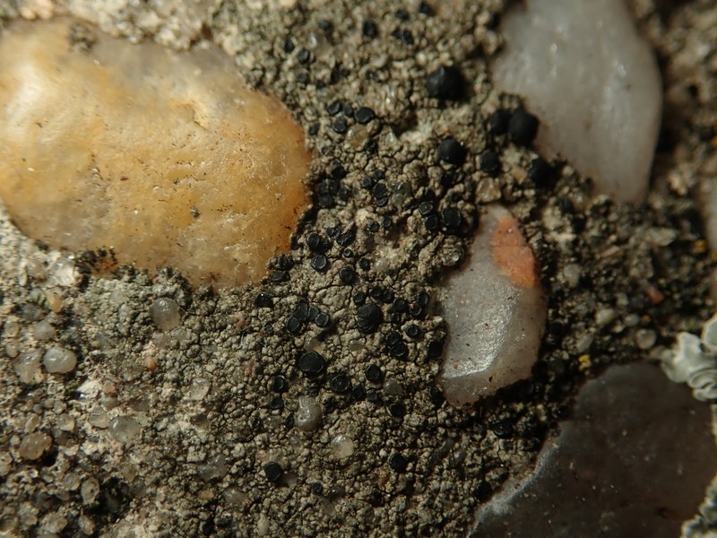 Disc Lichen photo 4