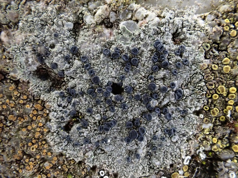 Disc Lichen photo 5