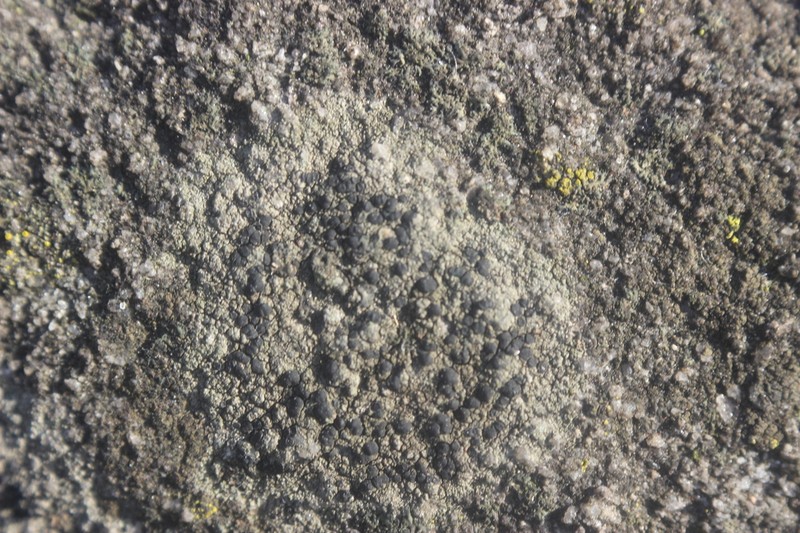Disc Lichen photo 6