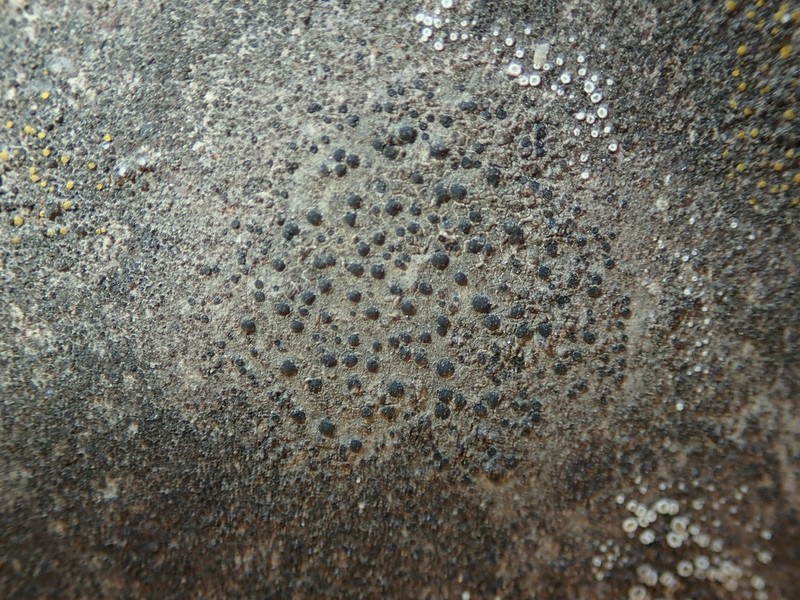 Disc Lichen photo 7