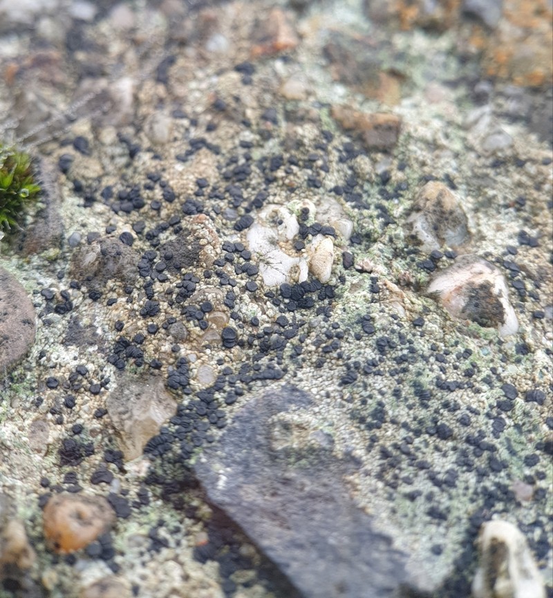 Disc Lichen photo 8