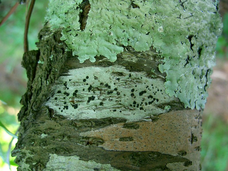 Stilling's Disc Lichen