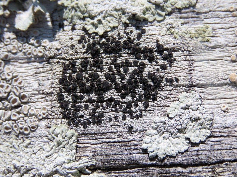 Stilling's Disc Lichen