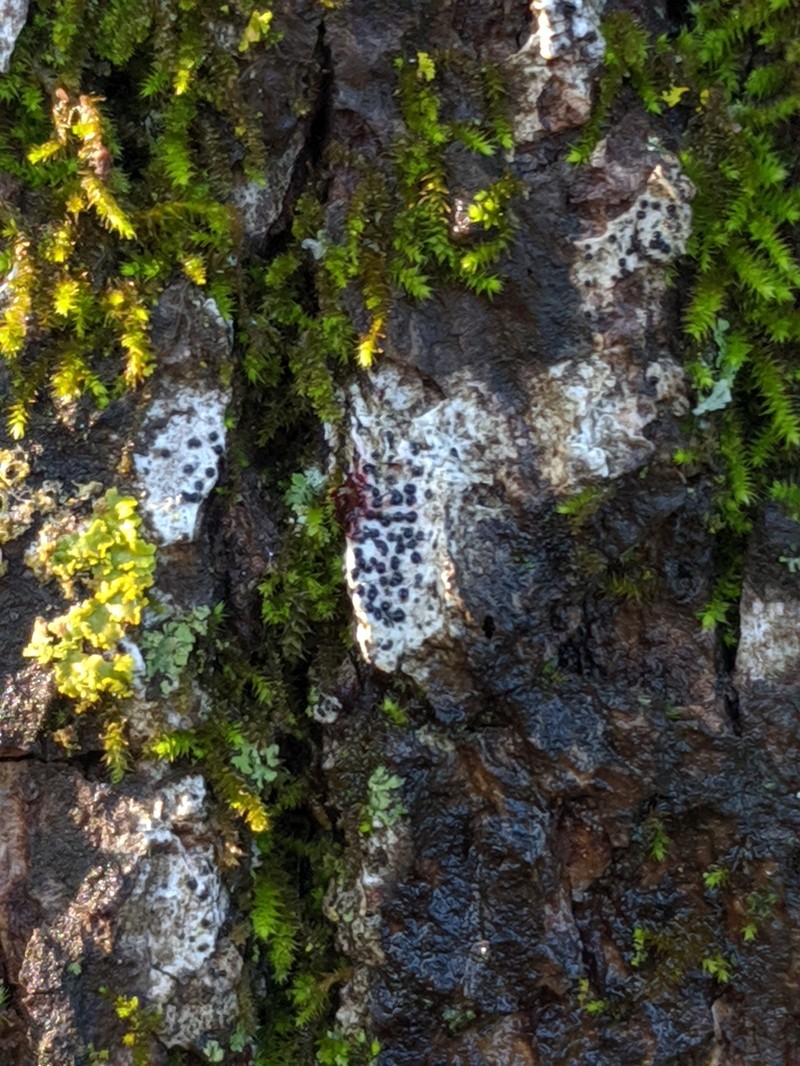 Stilling's Disc Lichen photo 2
