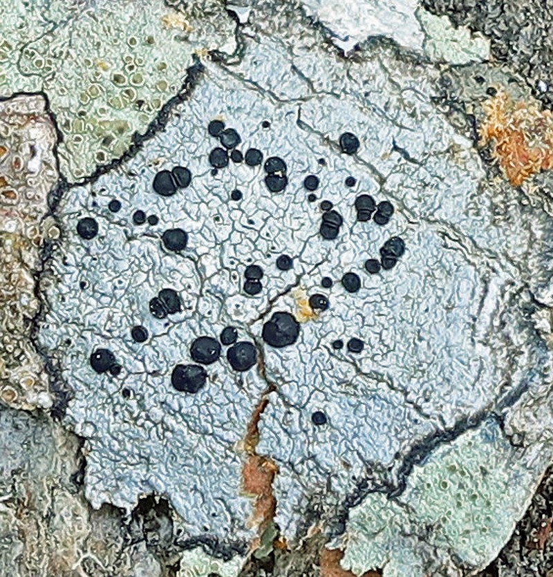 Stilling's Disc Lichen photo 3