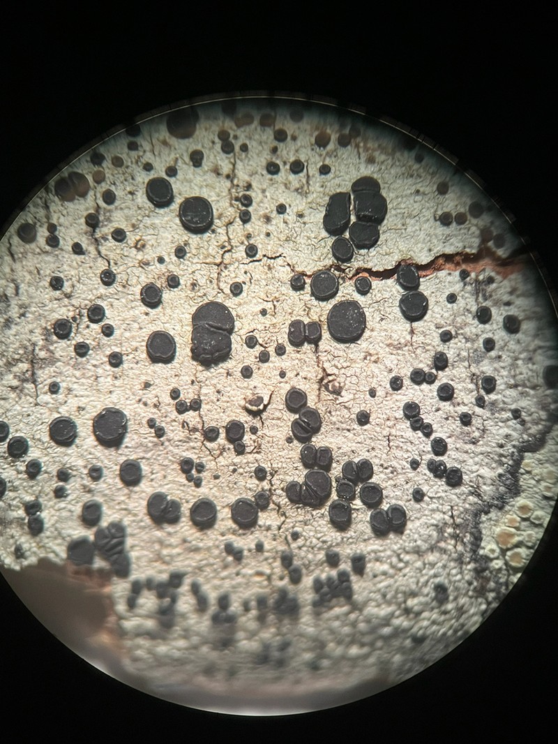 Stilling's Disc Lichen photo 4