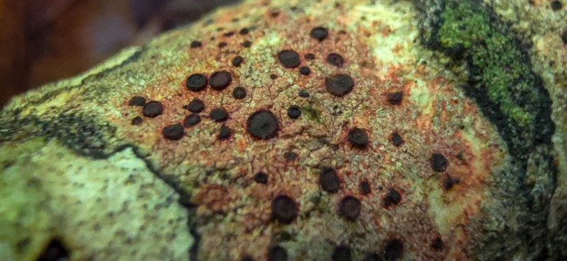 Stilling's Disc Lichen photo 5