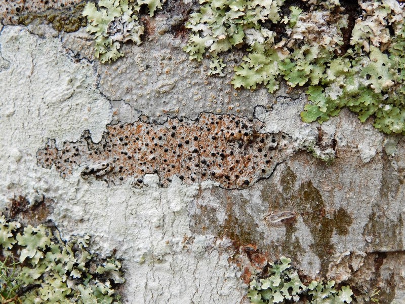 Stilling's Disc Lichen photo 7