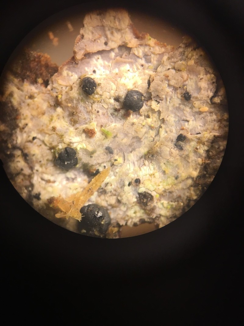Stilling's Disc Lichen photo 8