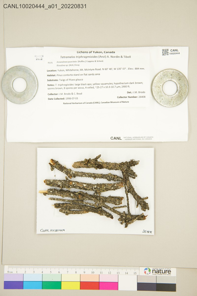 Disc Lichen photo 2