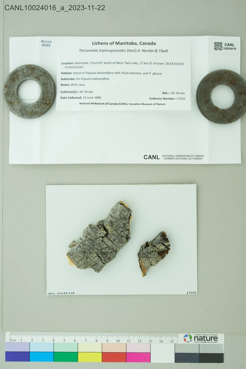 Disc Lichen photo 3