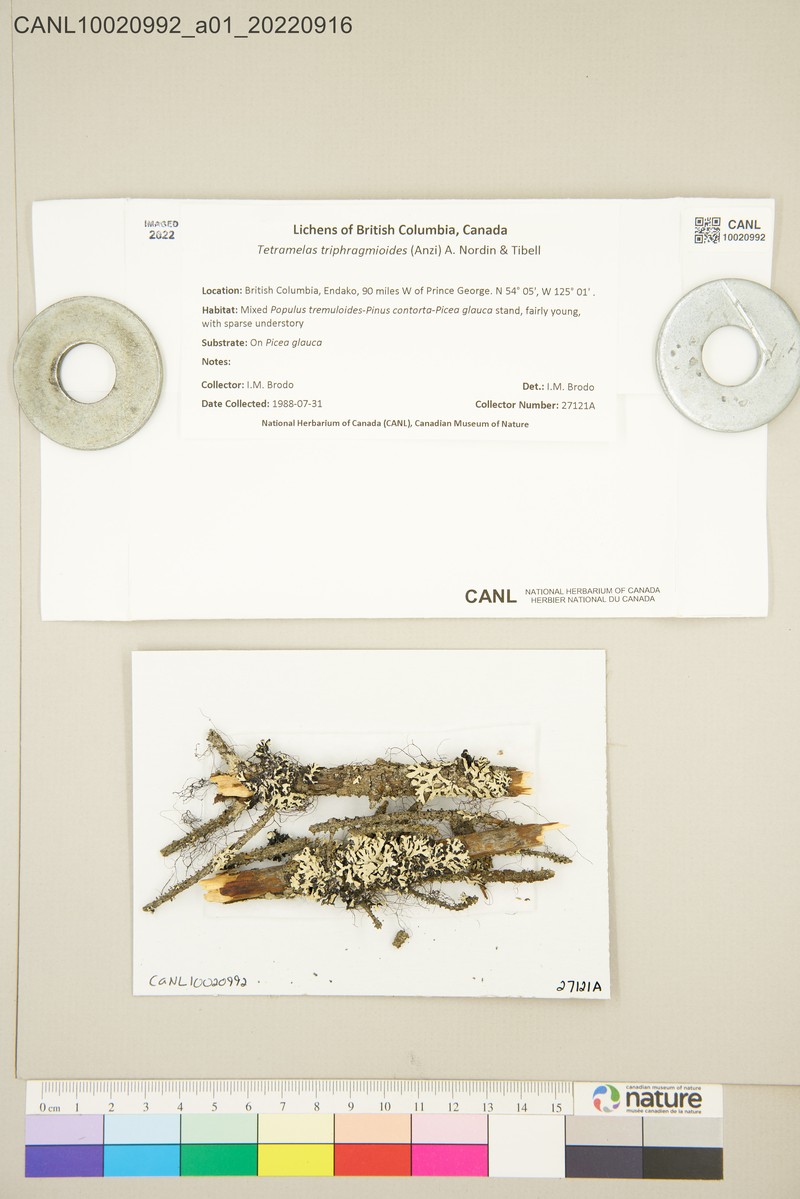 Disc Lichen photo 4