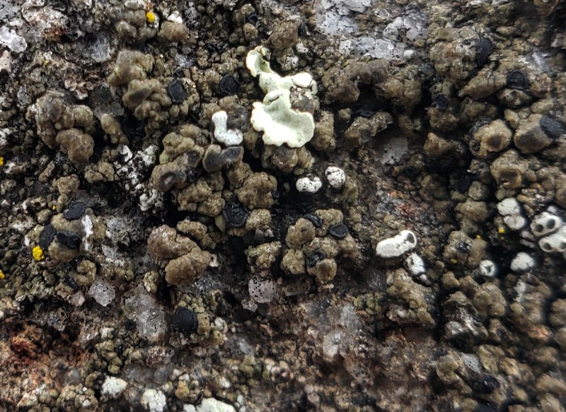Disc Lichen