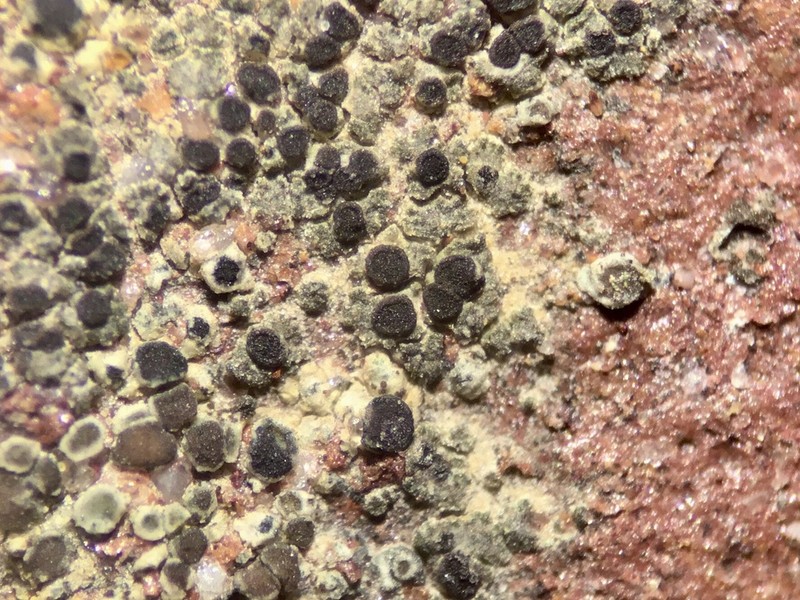 Disc Lichen photo 2