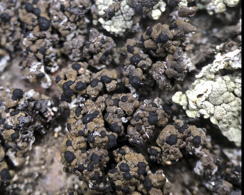 Disc Lichen photo 3