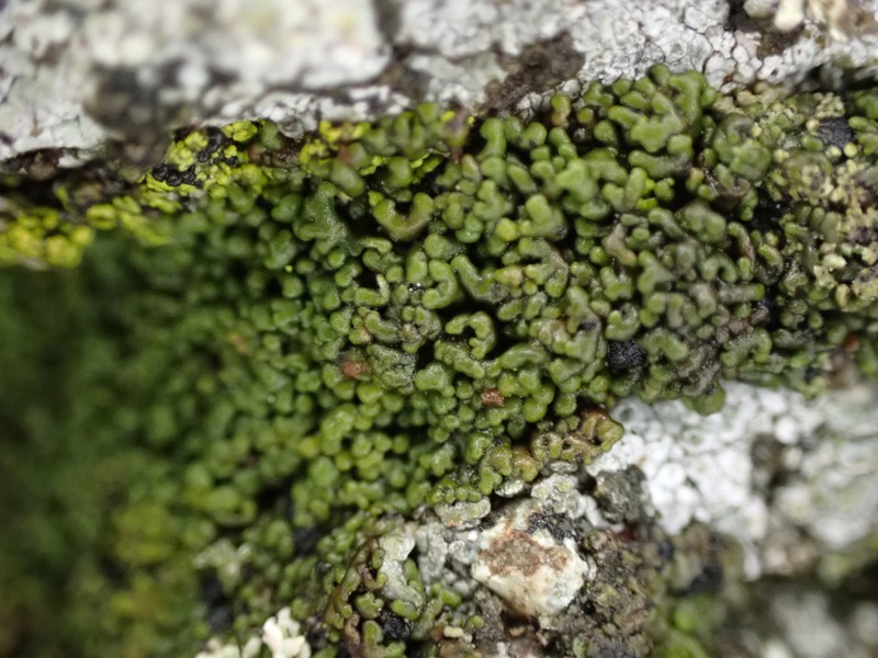 Disc Lichen photo 4