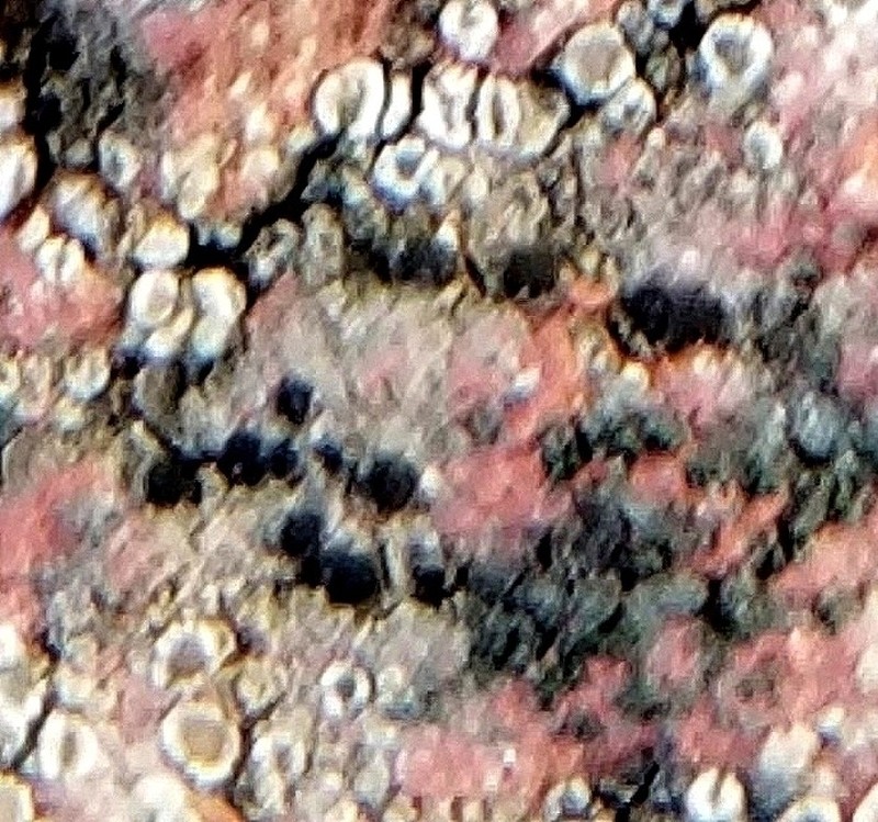 Disc Lichen photo 7