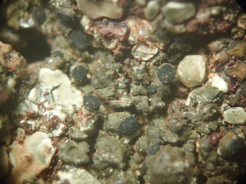 Disc Lichen photo 8