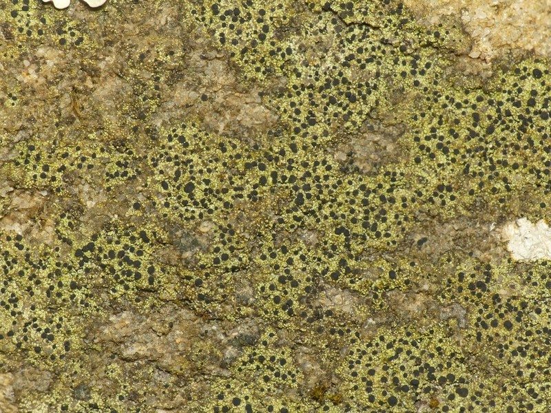 Disc Lichen