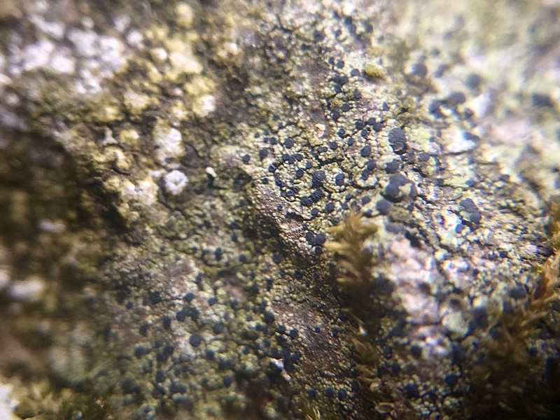 Disc Lichen photo 2