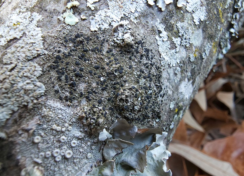 Disc Lichen photo 3