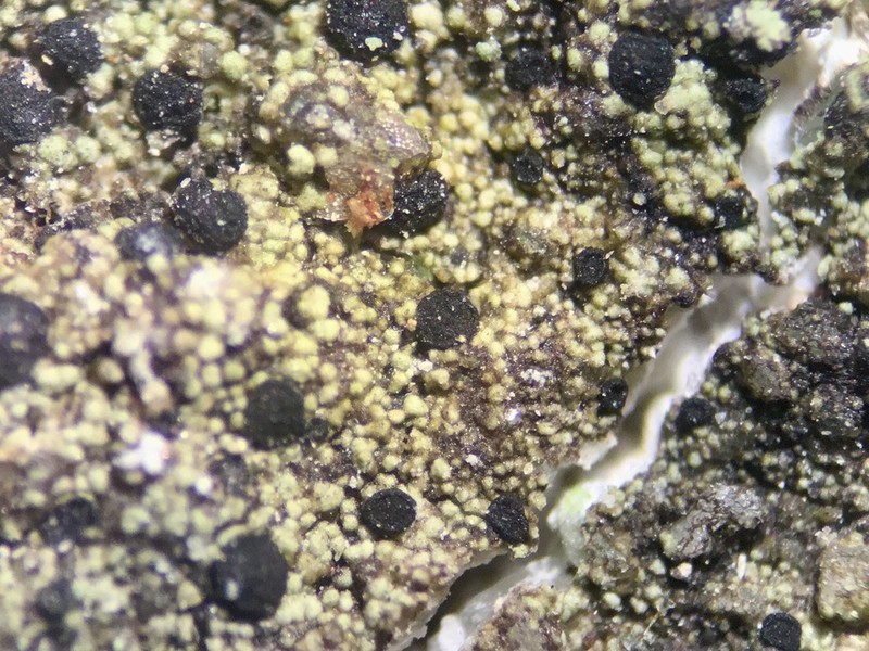 Disc Lichen photo 4