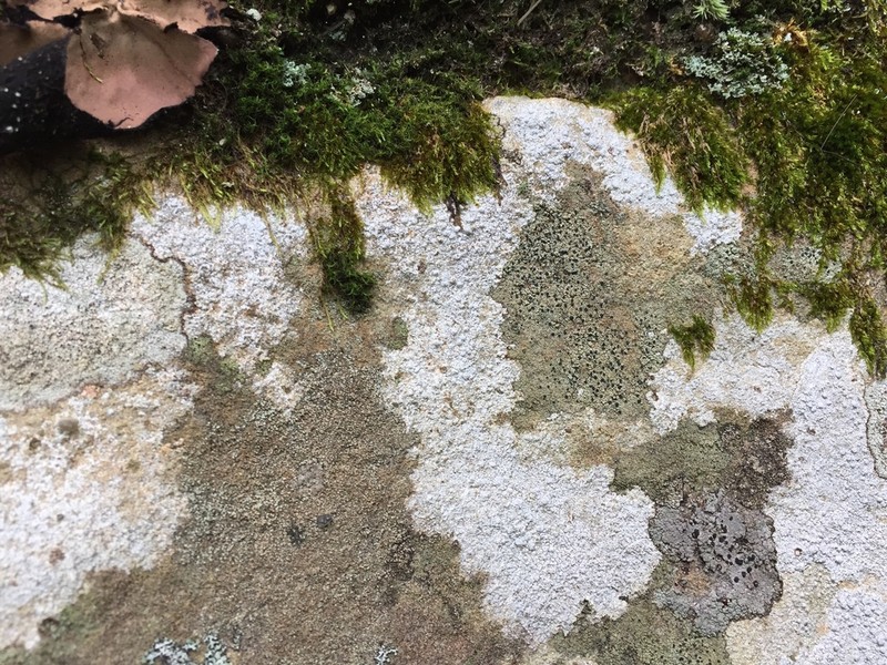 Disc Lichen photo 5