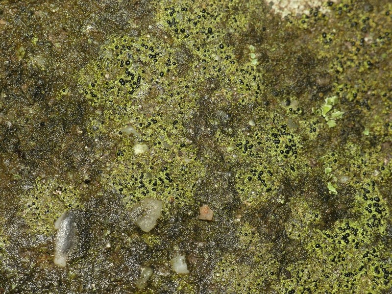 Disc Lichen photo 6