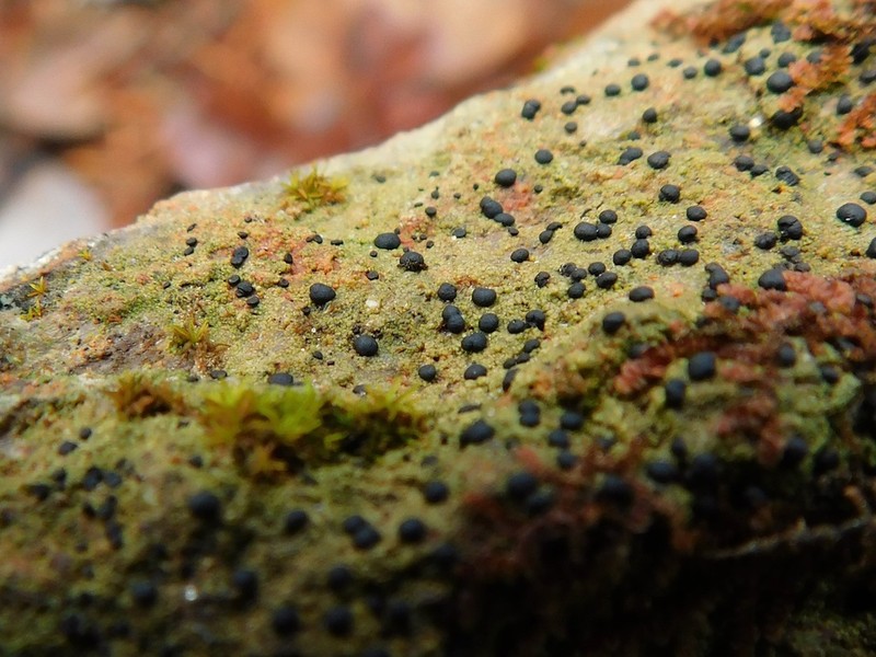 Disc Lichen photo 7