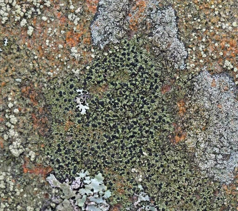 Disc Lichen photo 8