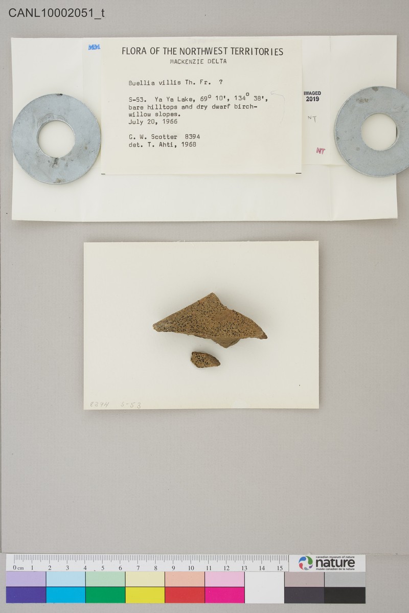 Disc Lichen