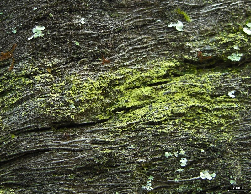 Wheeler's Disc Lichen