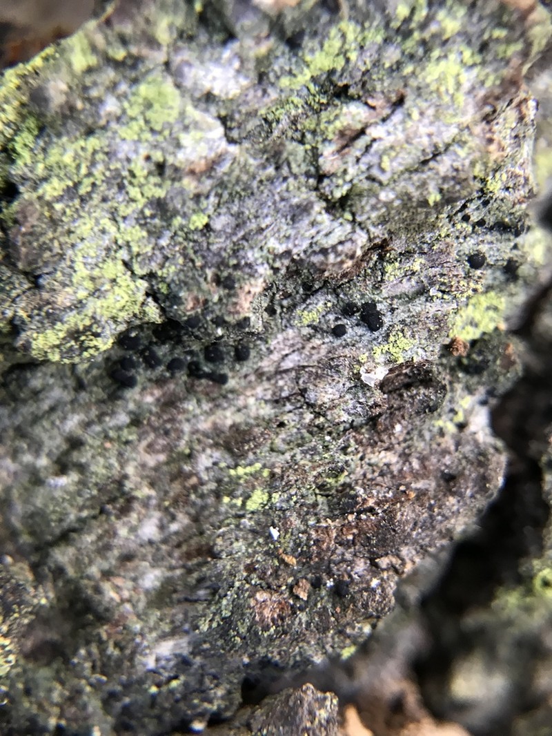 Wheeler's Disc Lichen
