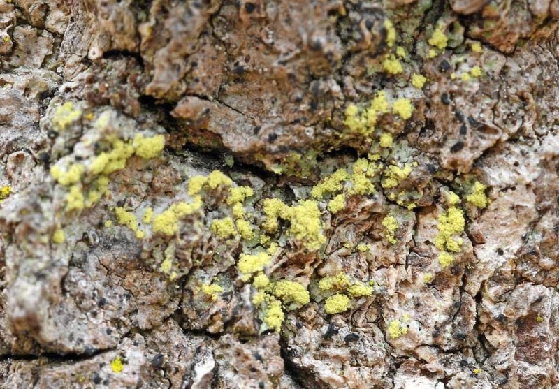 Wheeler's Disc Lichen photo 2