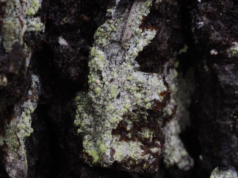Wheeler's Disc Lichen photo 3