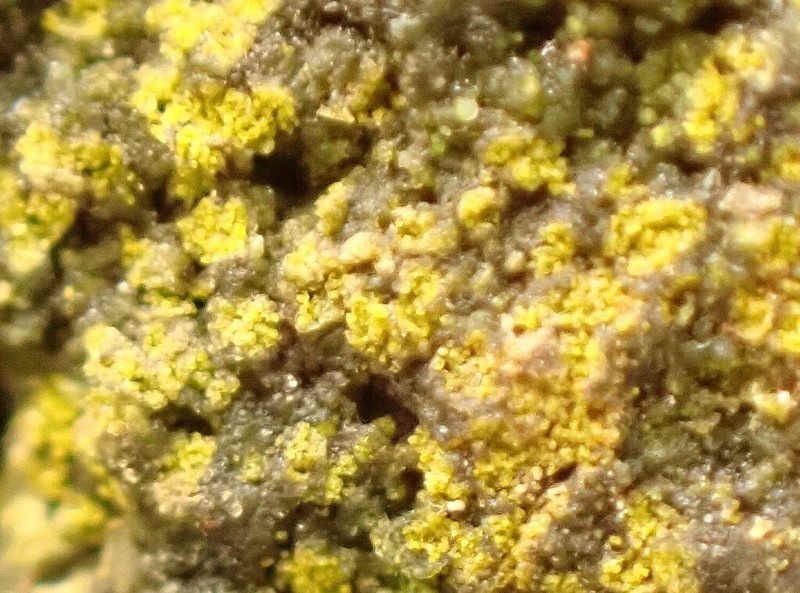 Wheeler's Disc Lichen photo 4