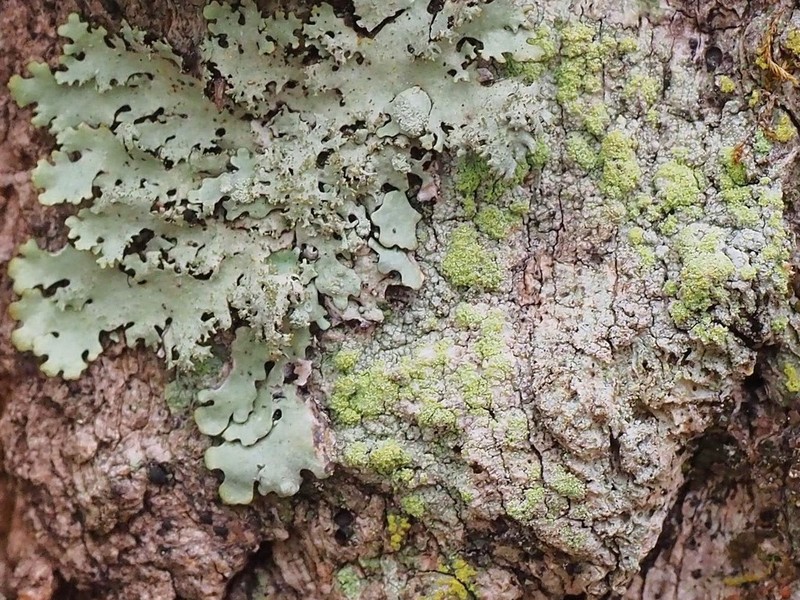 Wheeler's Disc Lichen photo 5