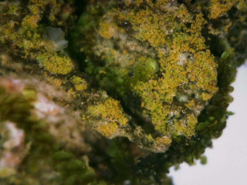 Wheeler's Disc Lichen photo 6