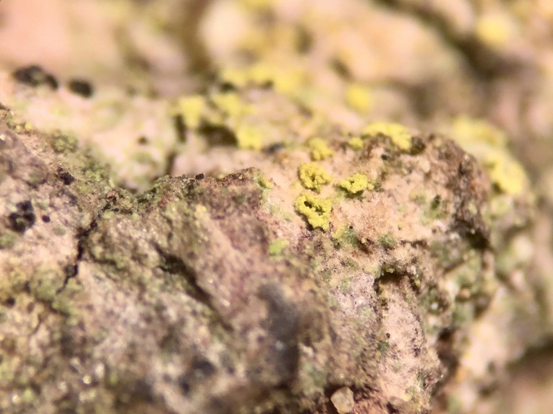 Wheeler's Disc Lichen photo 8